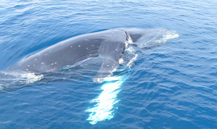 Whale watching in Kerama, Okinawa