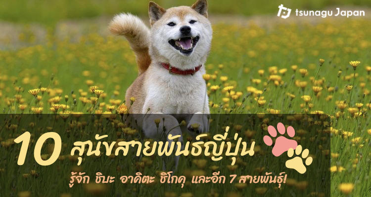 คนรักสุนัขห้ามพลาด! มารู้จักกับ 10 สุนัขสายพันธุ์ญี่ปุ่น ที่ไม่ได้มีแค่ชิบะและอาคิตะ!   