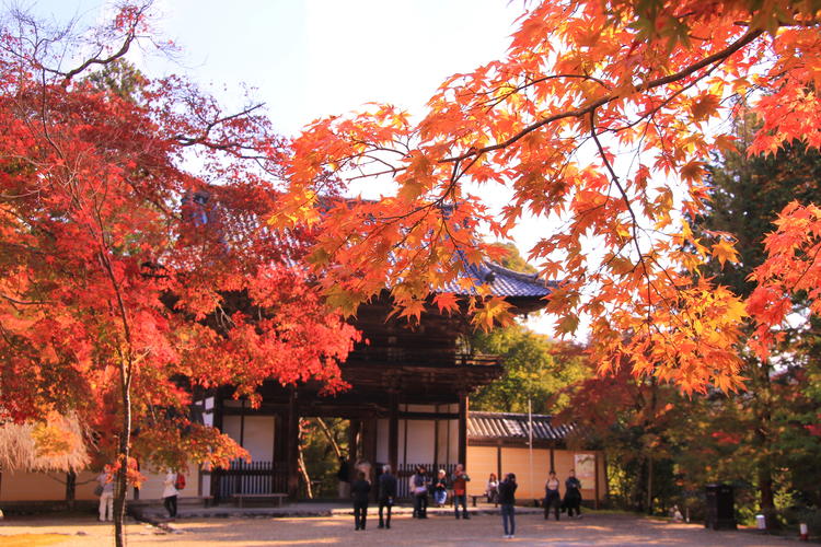 【京都自由行】赏枫秘密景点！京都近郊高雄地区20处推荐观光景点
