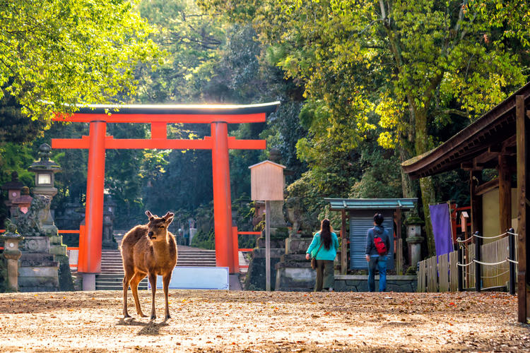 奈良公園巡禮！奈良公園10大推薦觀光看點